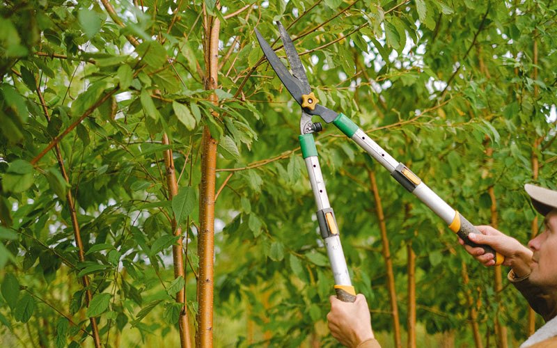 Tree trimming in Scobey, MT